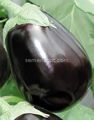 Eggplant Clorinda F1