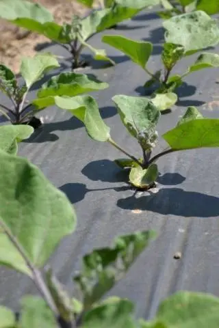 Eggplant Delicate f1