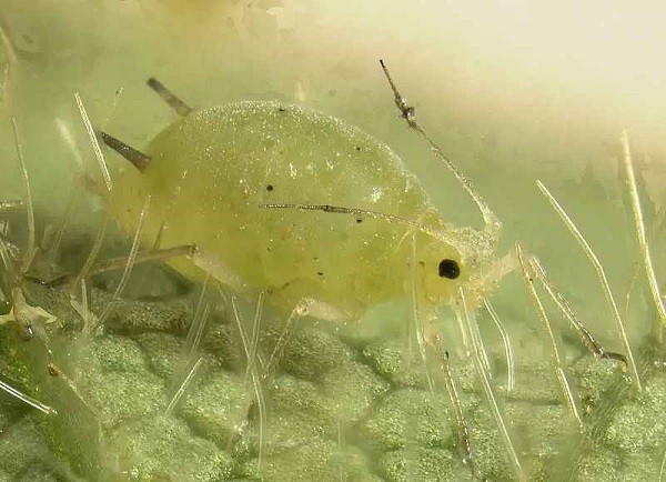 Eggplant diseases and pests: methods of control and treatment