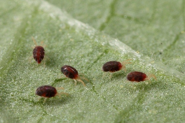 Eggplant diseases and pests: methods of control and treatment