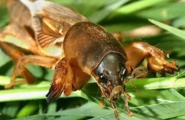 Eggplant diseases and pests: methods of control and treatment