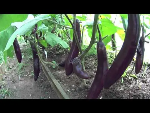 Eggplant diseases and pests: methods of control and treatment