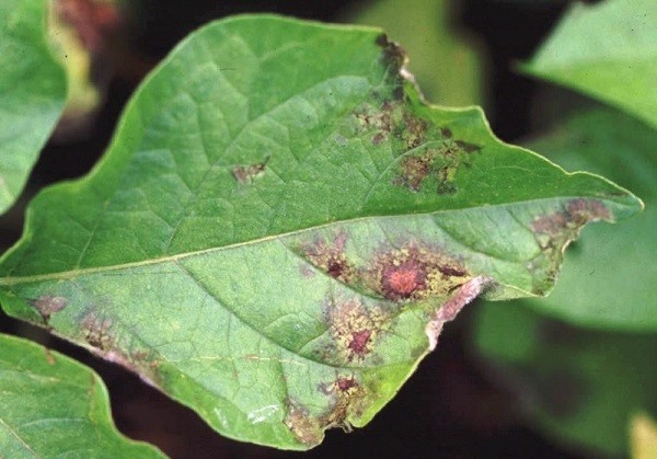 Eggplant diseases and pests: methods of control and treatment