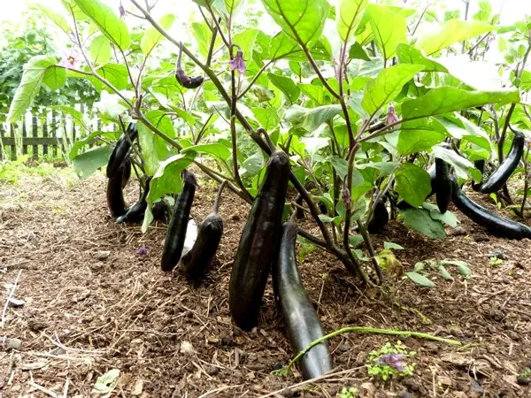 Eggplant diseases and pests: methods of control and treatment