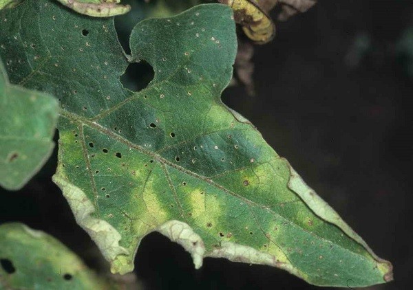 Eggplant diseases and pests: methods of control and treatment