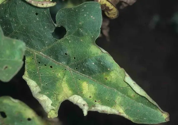 Eggplant diseases and pests: methods of control and treatment