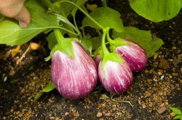 Eggplant diseases and pests: methods of control and treatment