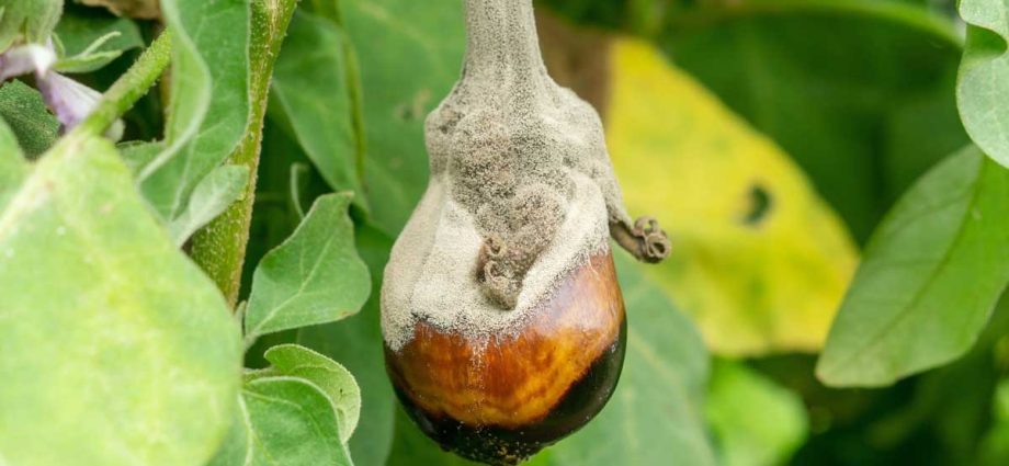 Eggplant diseases and pests: methods of control and treatment