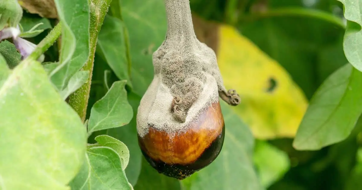 Eggplant diseases and pests: methods of control and treatment