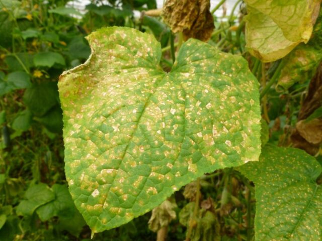 Eggplant diseases in the open field: description with photos, methods of treatment