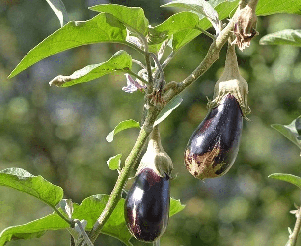 Eggplant diseases in the open field: description with photos, methods of treatment