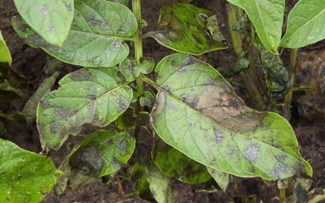 Eggplant diseases in the open field: description with photos, methods of treatment