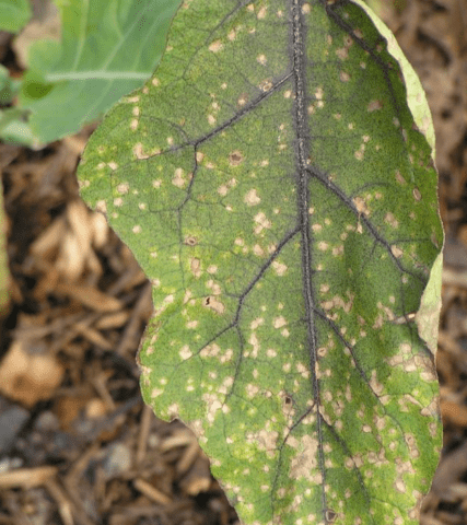 Eggplant diseases in the open field: description with photos, methods of treatment