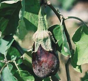 Eggplant diseases in the open field: description with photos, methods of treatment