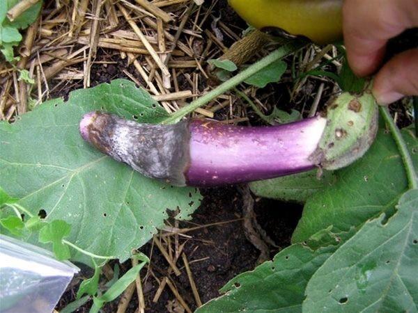 Eggplant diseases in the open field: description with photos, methods of treatment