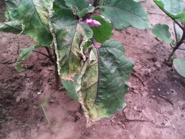 Eggplant diseases in the open field: description with photos, methods of treatment