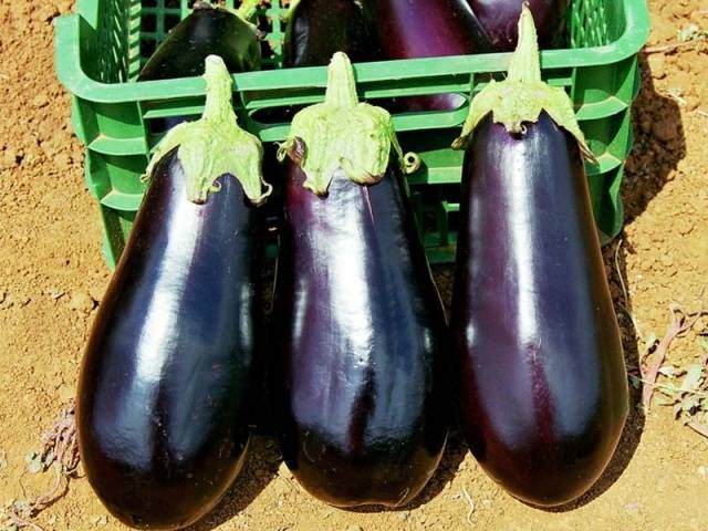 Eggplant Drakosha