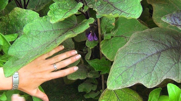 Eggplant formation in a polycarbonate greenhouse