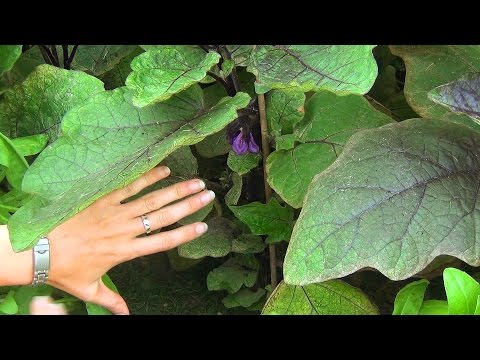 Eggplant formation in a polycarbonate greenhouse