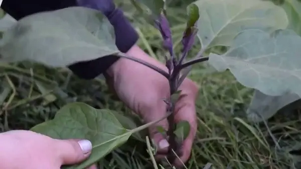 Eggplant formation in a polycarbonate greenhouse