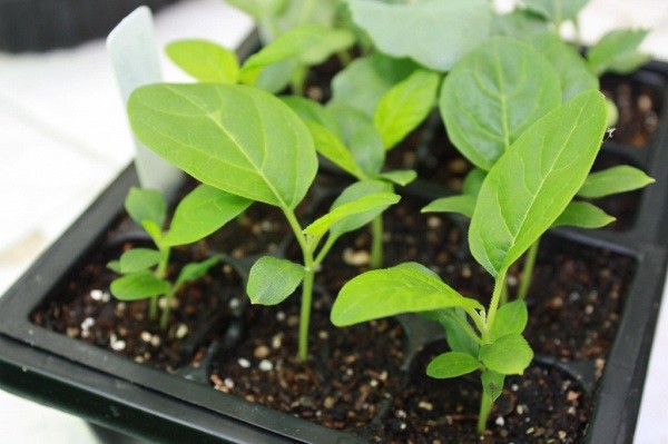 Eggplant formation in a polycarbonate greenhouse