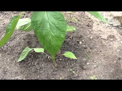 Eggplant formation in a polycarbonate greenhouse