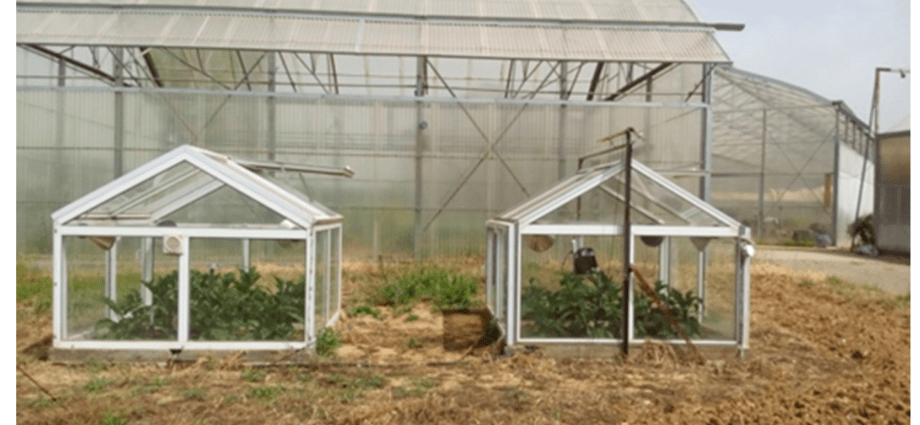 Eggplant formation in a polycarbonate greenhouse