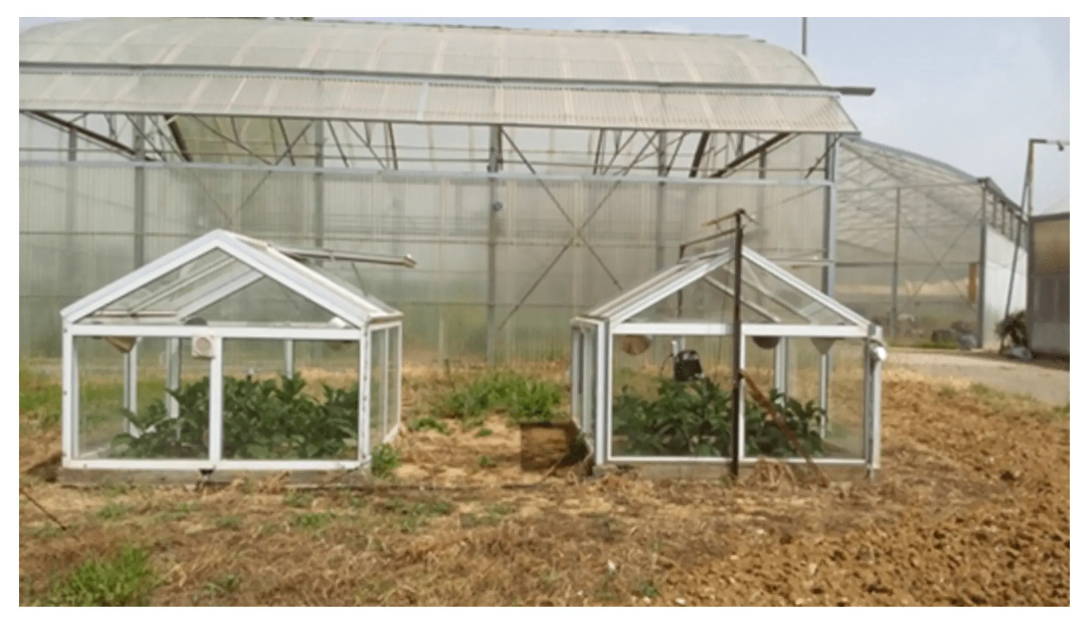 Eggplant formation in a polycarbonate greenhouse