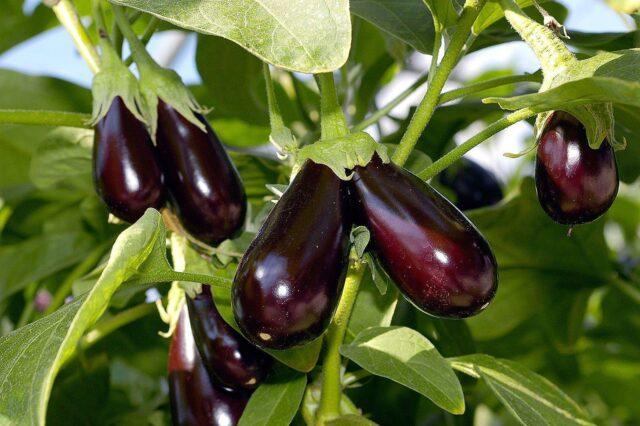 Eggplant formation in open ground: diagram, video