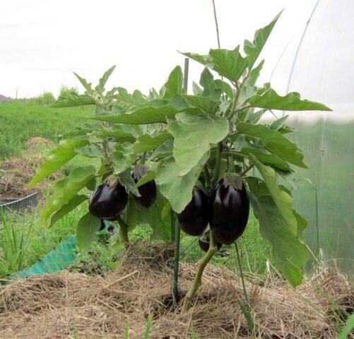 Eggplant formation in open ground: diagram, video