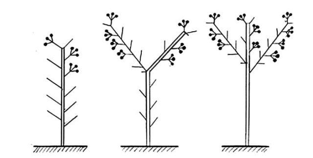 Eggplant formation in open ground: diagram, video