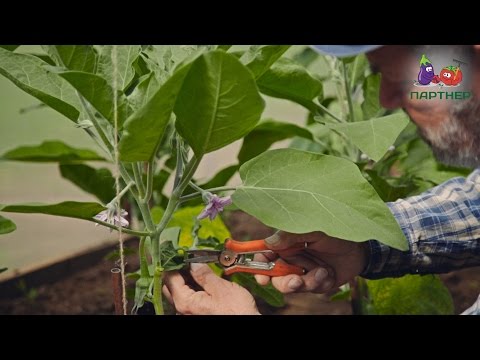 Eggplant formation in open ground: diagram, video