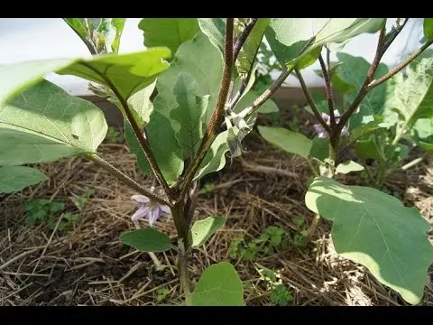 Eggplant Gardeners Dream