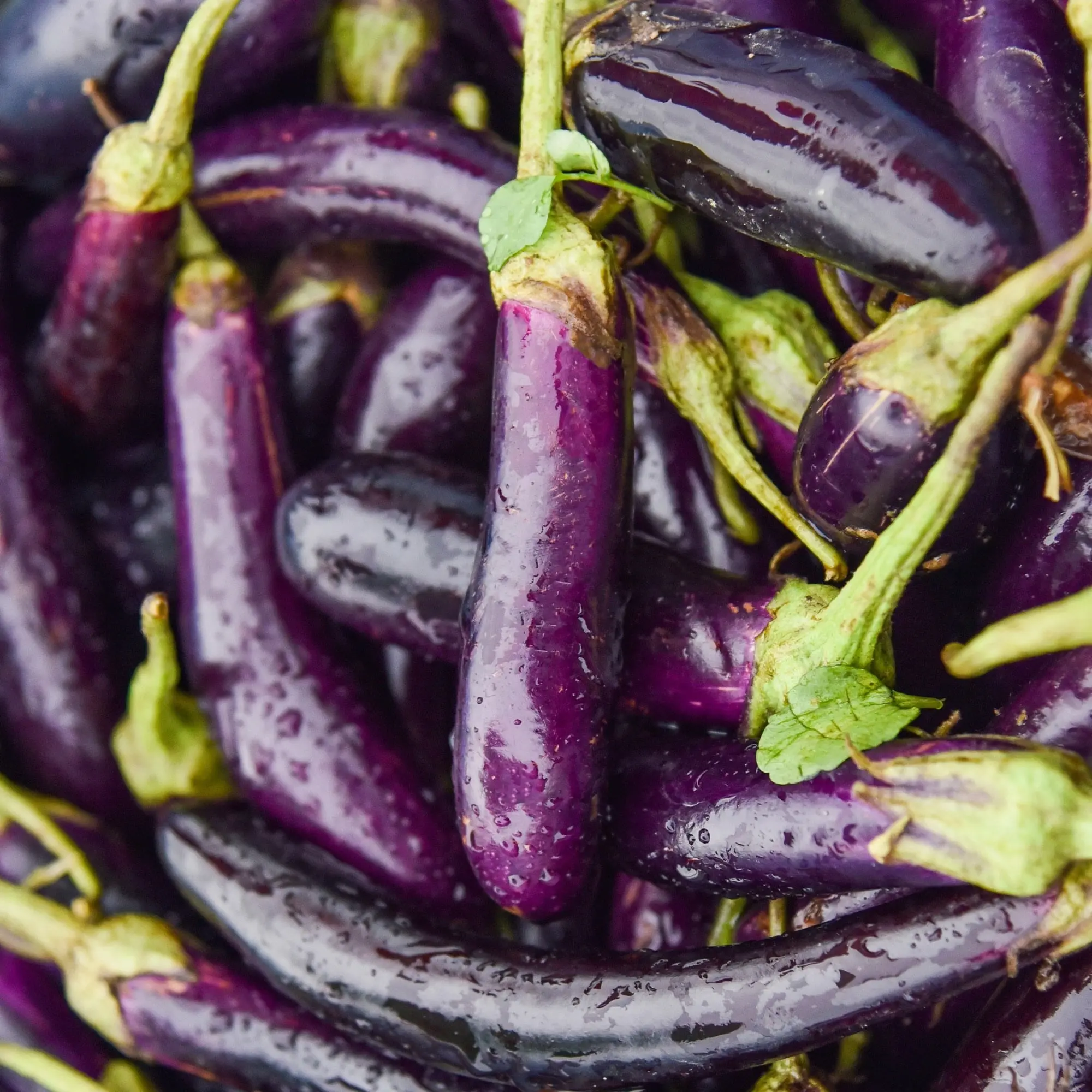 Eggplant Gardener&#8217;s Dream