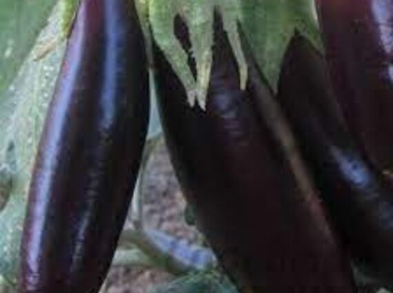 Eggplant Giselle: variety description, photo