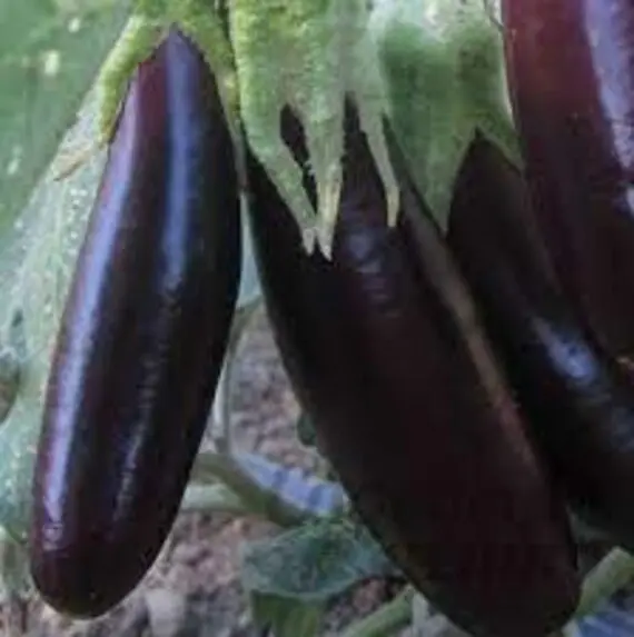 Eggplant Giselle: variety description, photo