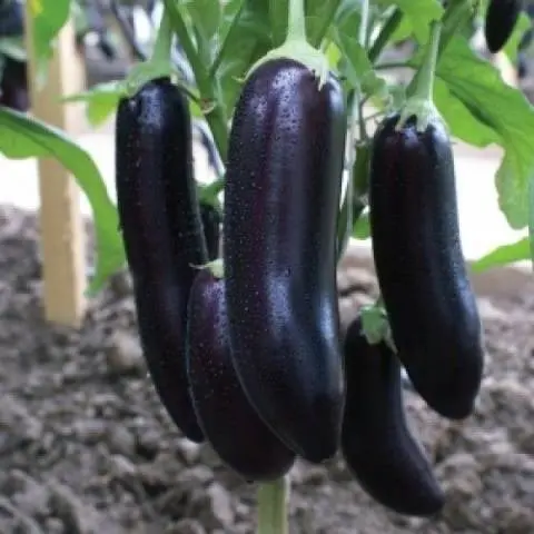 Eggplant Khalifa