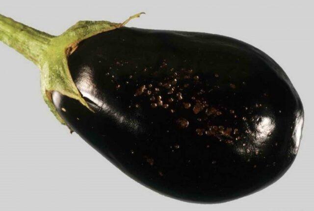 Eggplant: leaf diseases in the greenhouse in spring