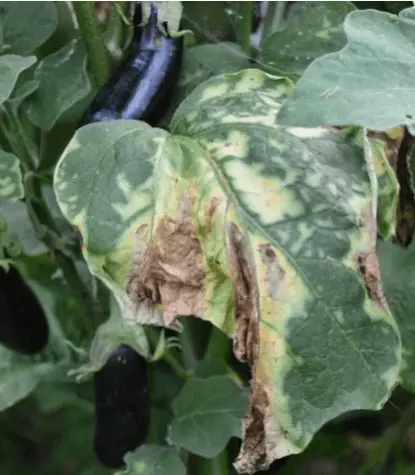 Eggplant: leaf diseases in the greenhouse in spring