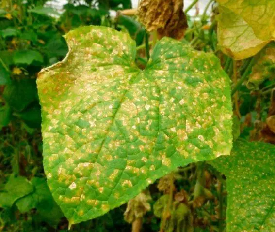 Eggplant: leaf diseases in the greenhouse in spring