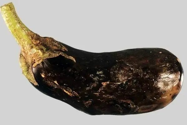 Eggplant: leaf diseases in the greenhouse in spring