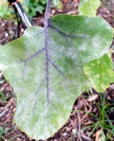 Eggplant: leaf diseases in the greenhouse in spring