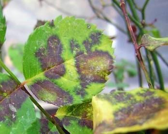 Eggplant: leaf diseases in the greenhouse in spring