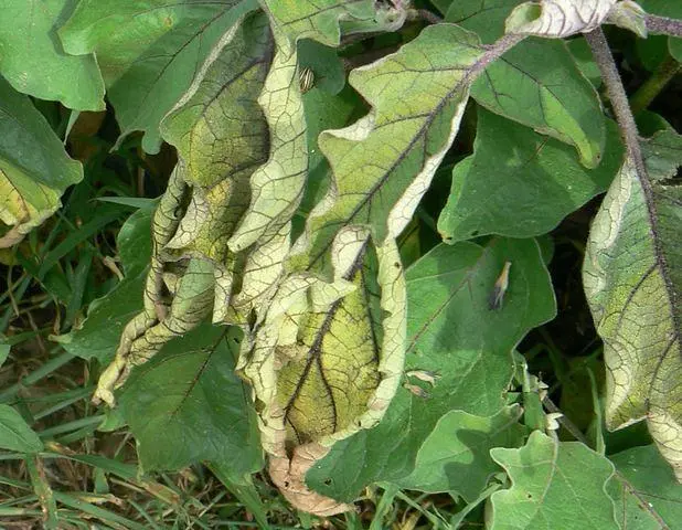 Eggplant: leaf diseases in the greenhouse in spring