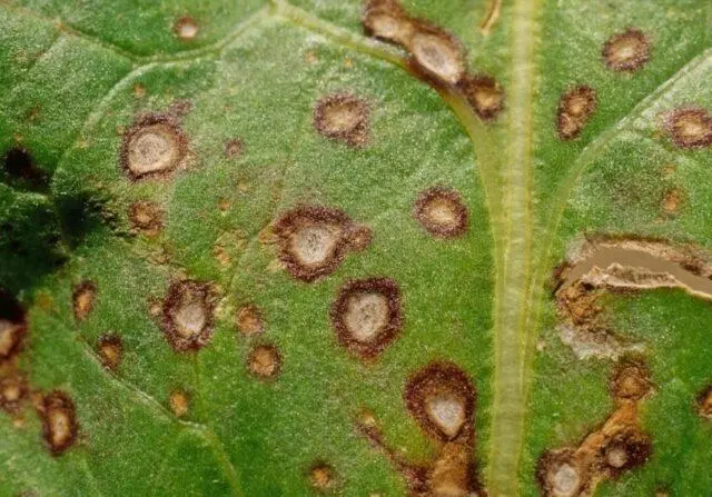 Eggplant: leaf diseases in the greenhouse in spring