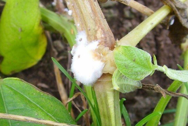 Eggplant: leaf diseases in the greenhouse in spring