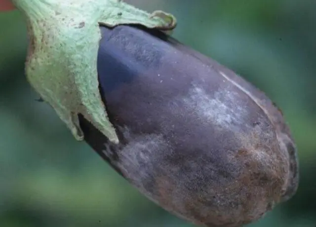 Eggplant: leaf diseases in the greenhouse in spring