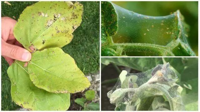 Eggplant leaves in holes: what to do, how to process