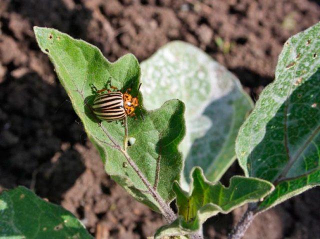 Eggplant leaves in holes: what to do, how to process