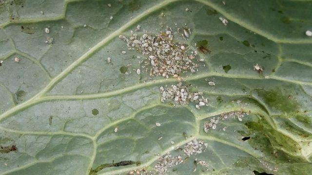 Eggplant leaves in holes: what to do, how to process